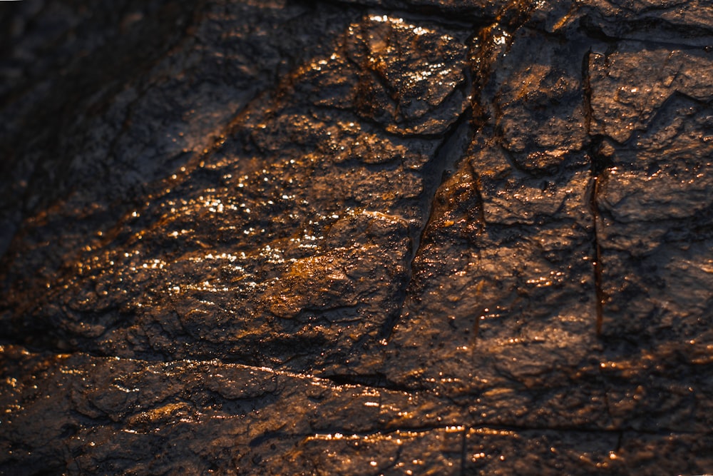 brown and black tree trunk