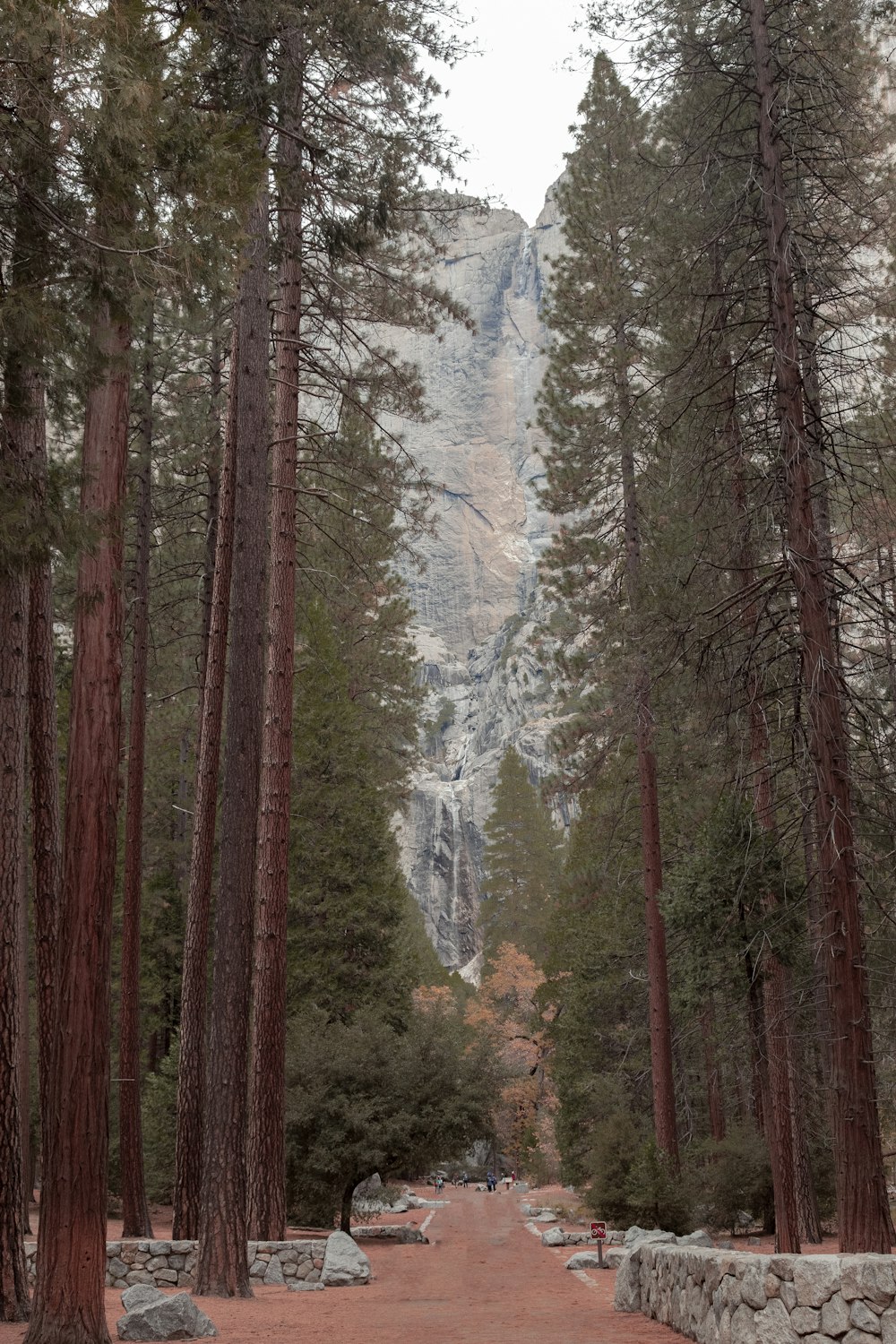 green and brown trees during daytime