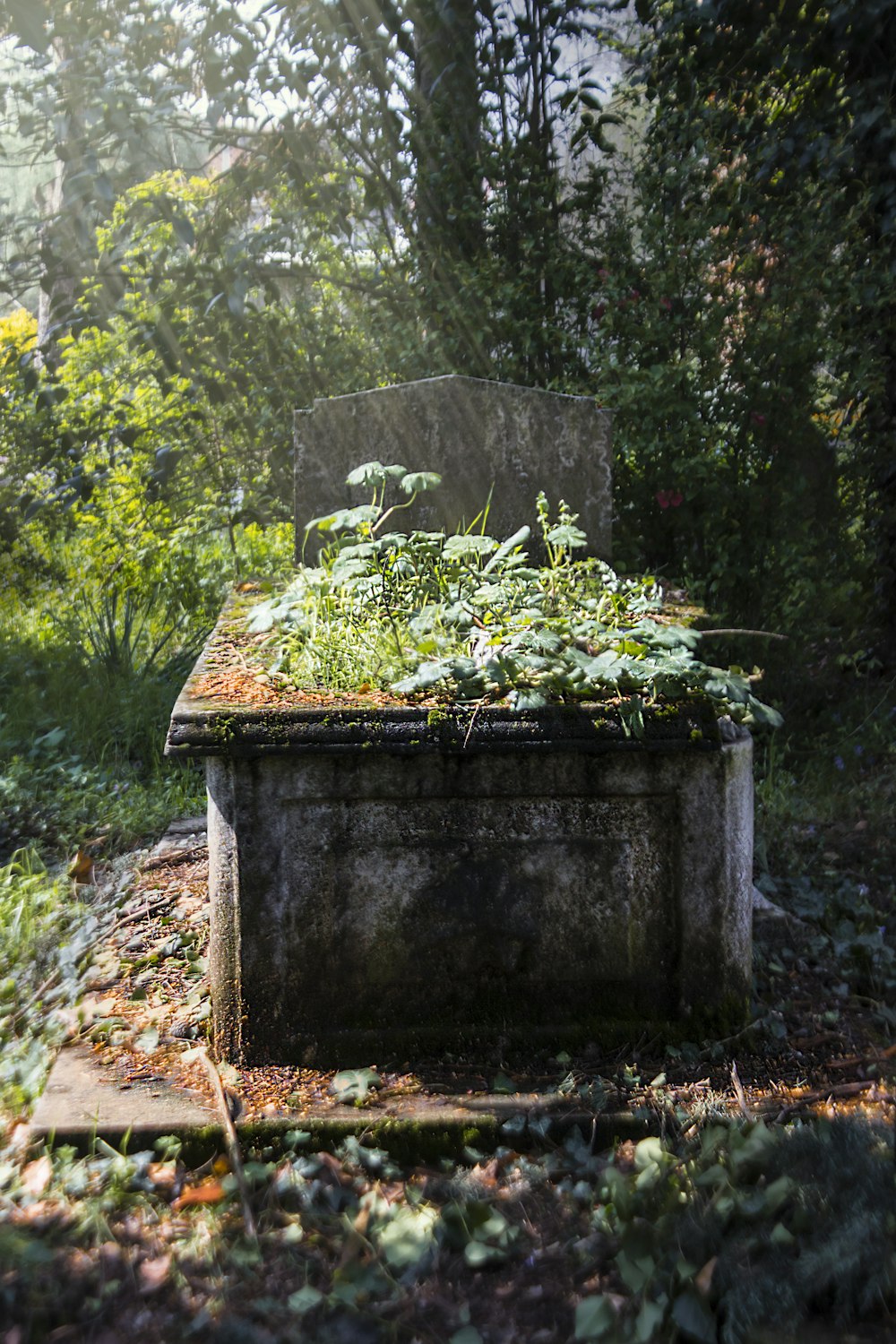 green plant on brown concrete pot