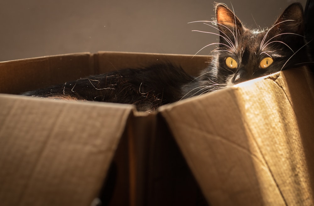 black and white cat in brown cardboard box