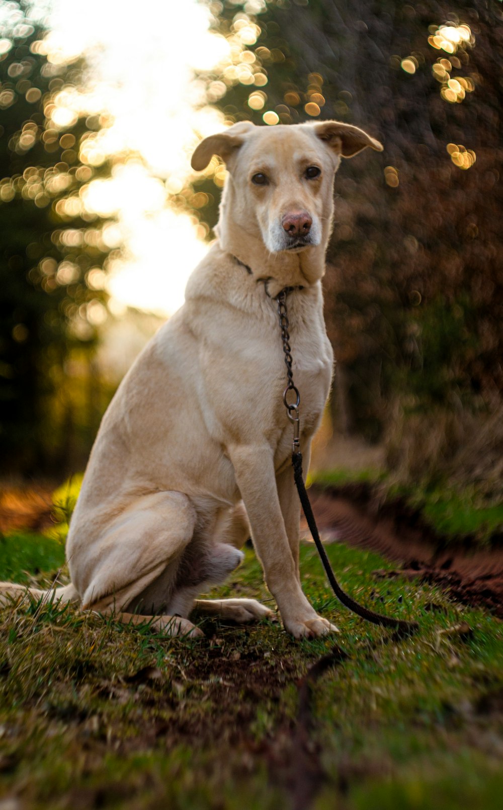 yellow labrador retriever with black leash sitting on grass field during daytime