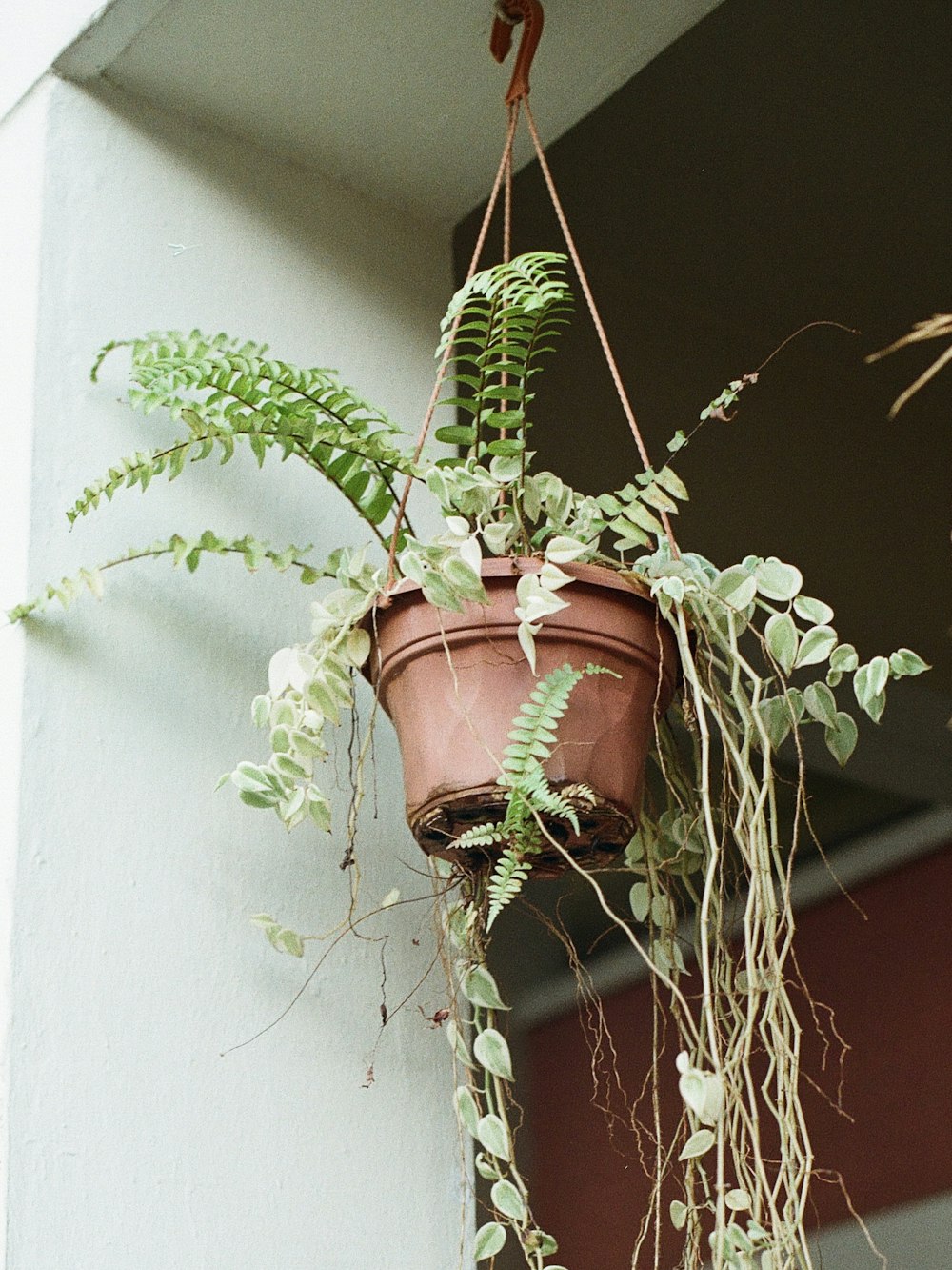 green plant on brown clay pot