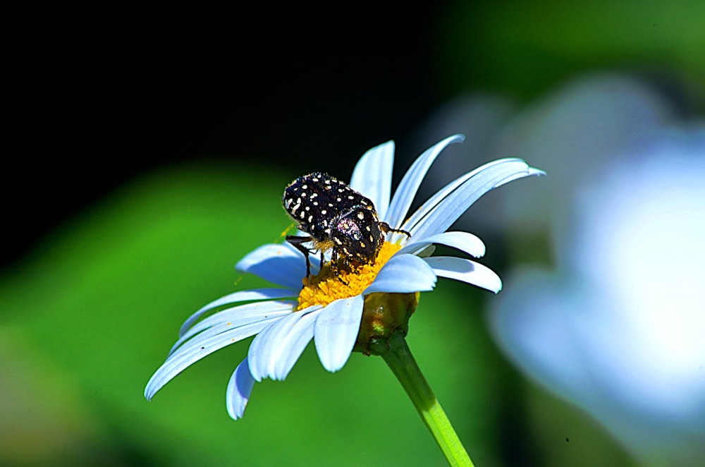 black and white butterfly on white daisy in close up photography during daytime