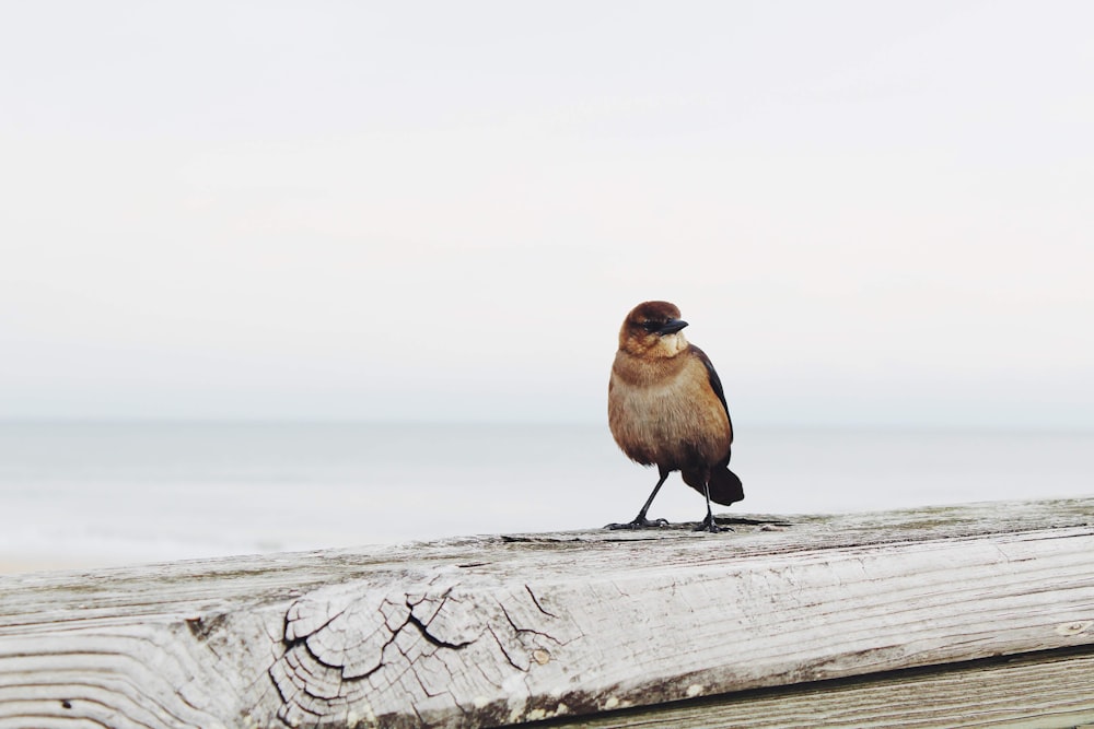 brown bird on wooden log