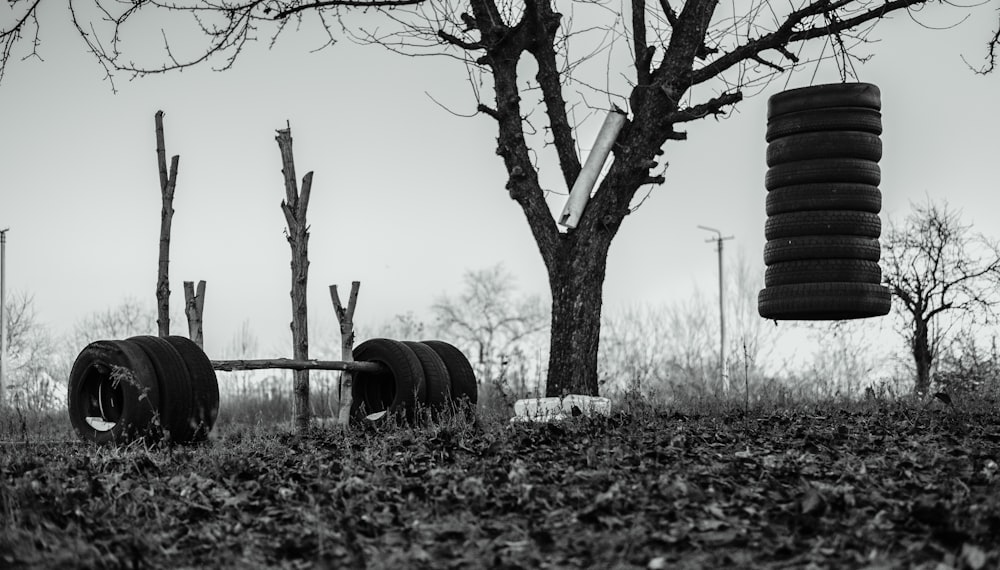 brown tree trunk on green grass field