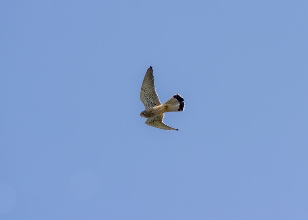 brown and black bird flying under blue sky during daytime