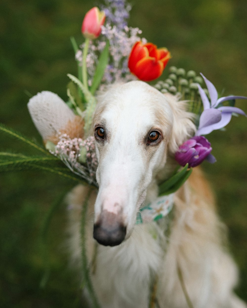 white and brown dog with purple flower on head
