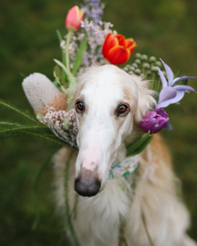 Saluki