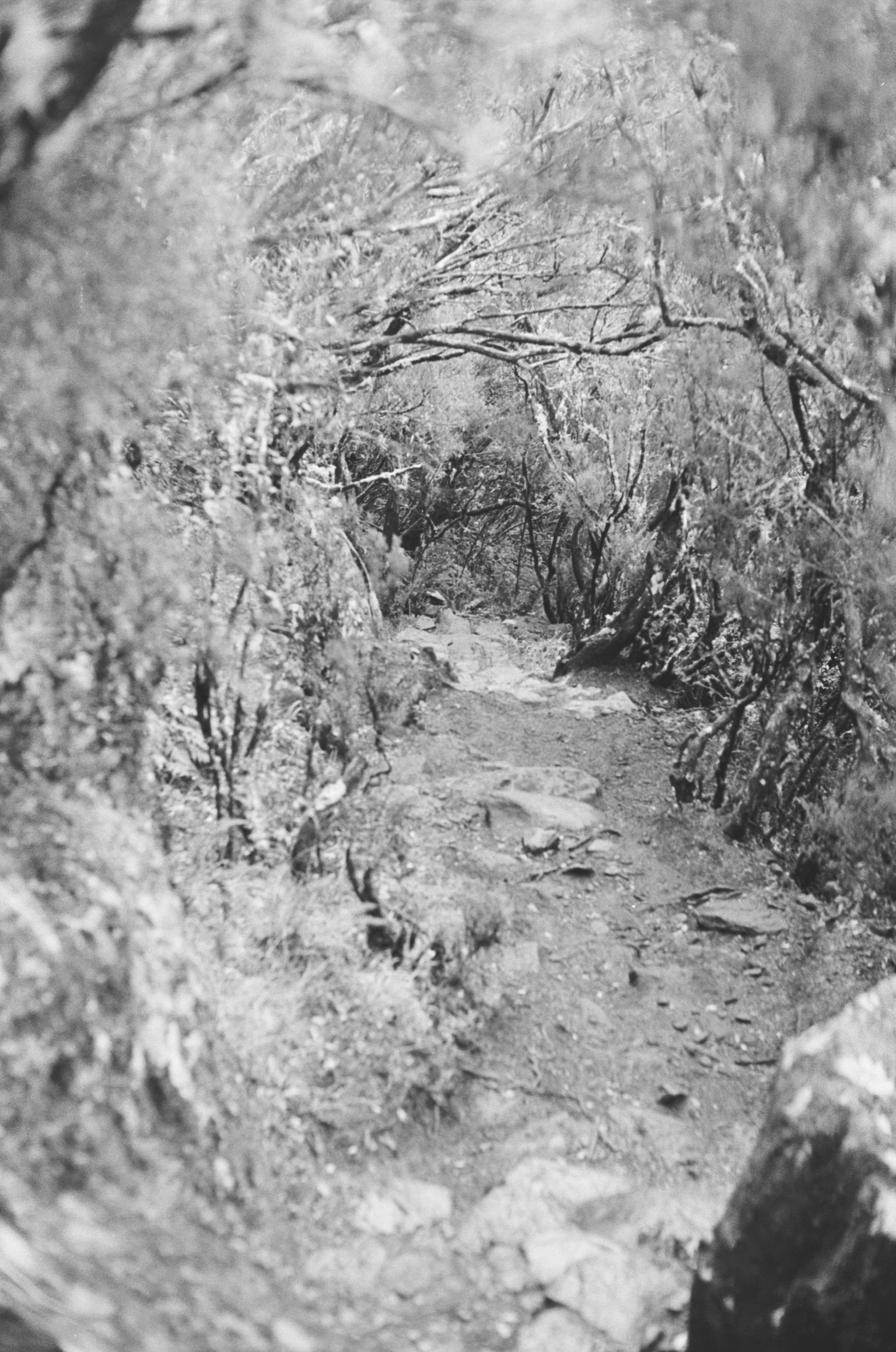 Finding the Brain’s Middle Way