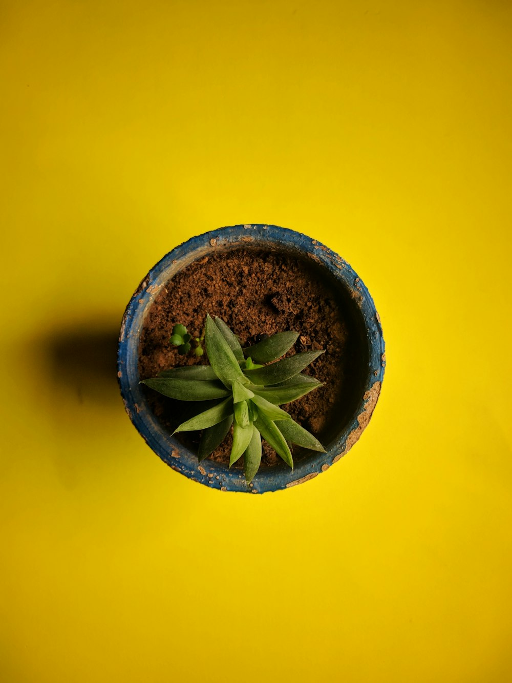 green plant in brown pot