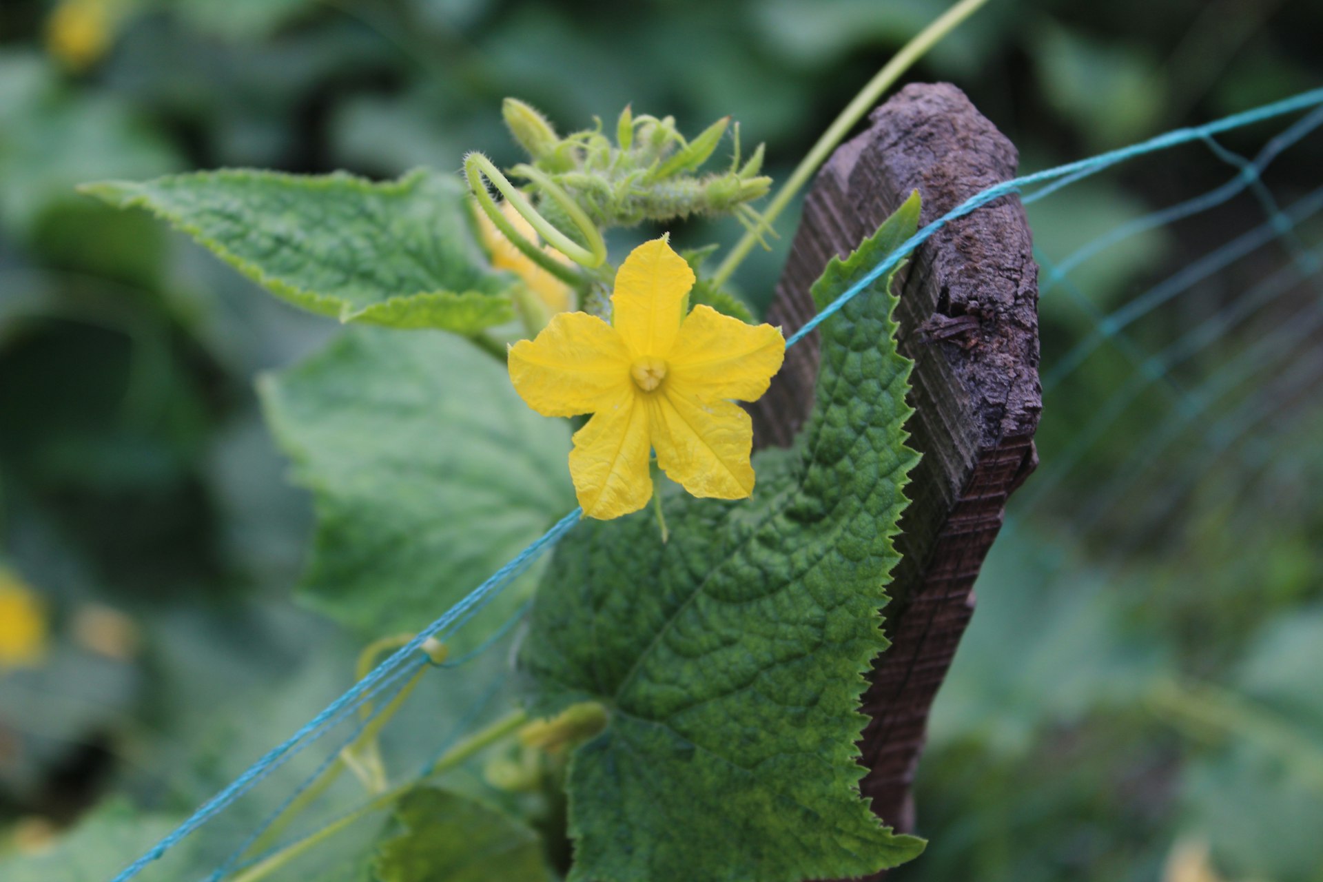 Blooming yellow cucumber flower with bright green foliage