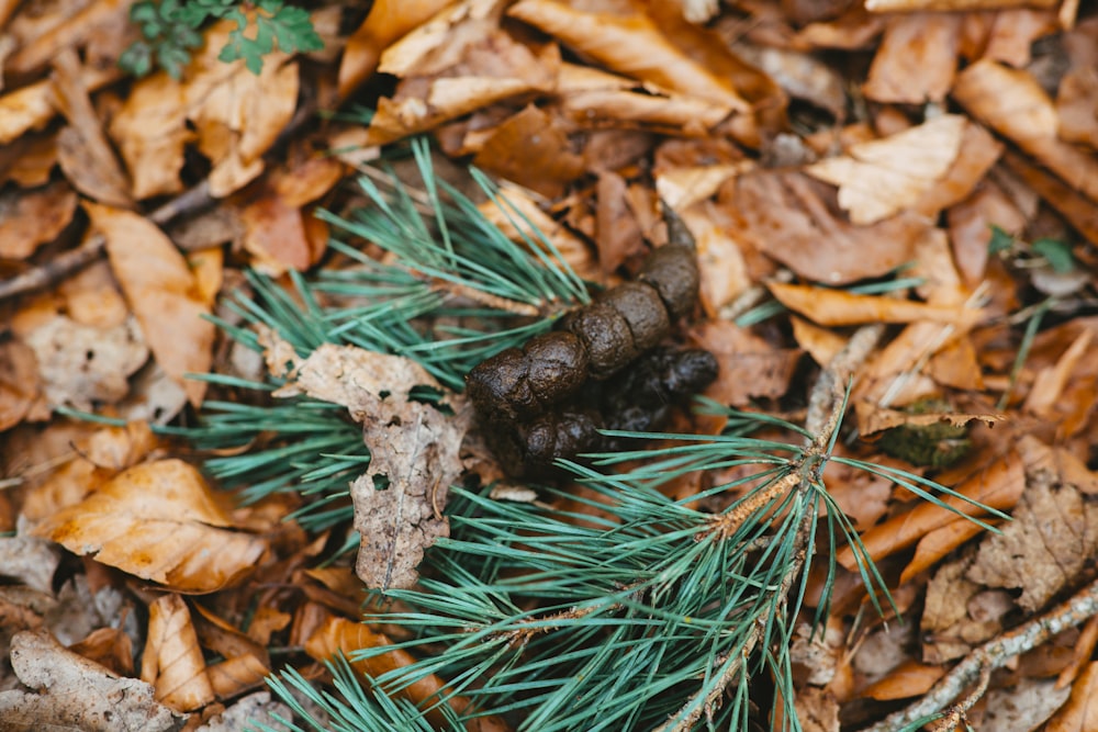 braune getrocknete Blätter auf grünem Gras