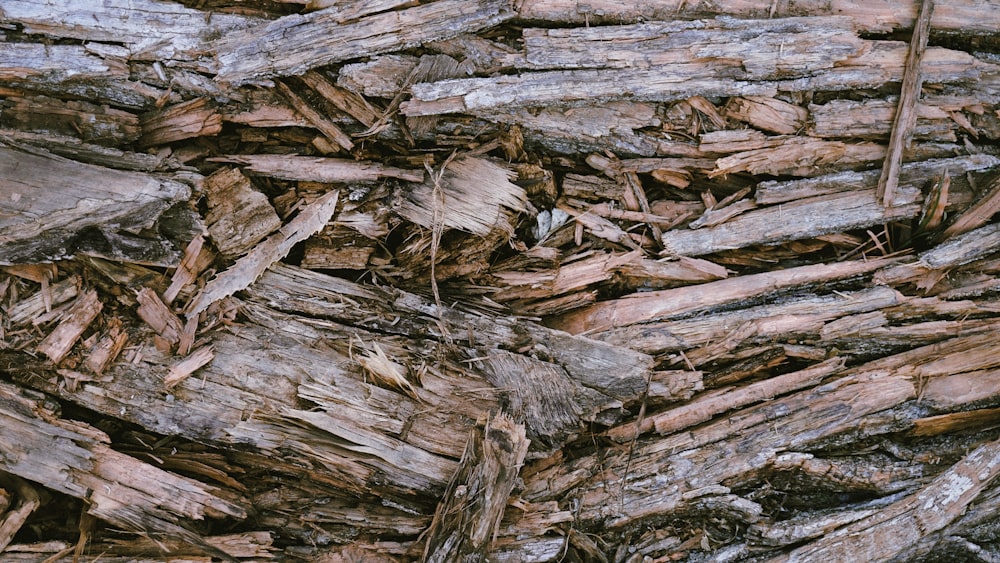 brown and gray tree log