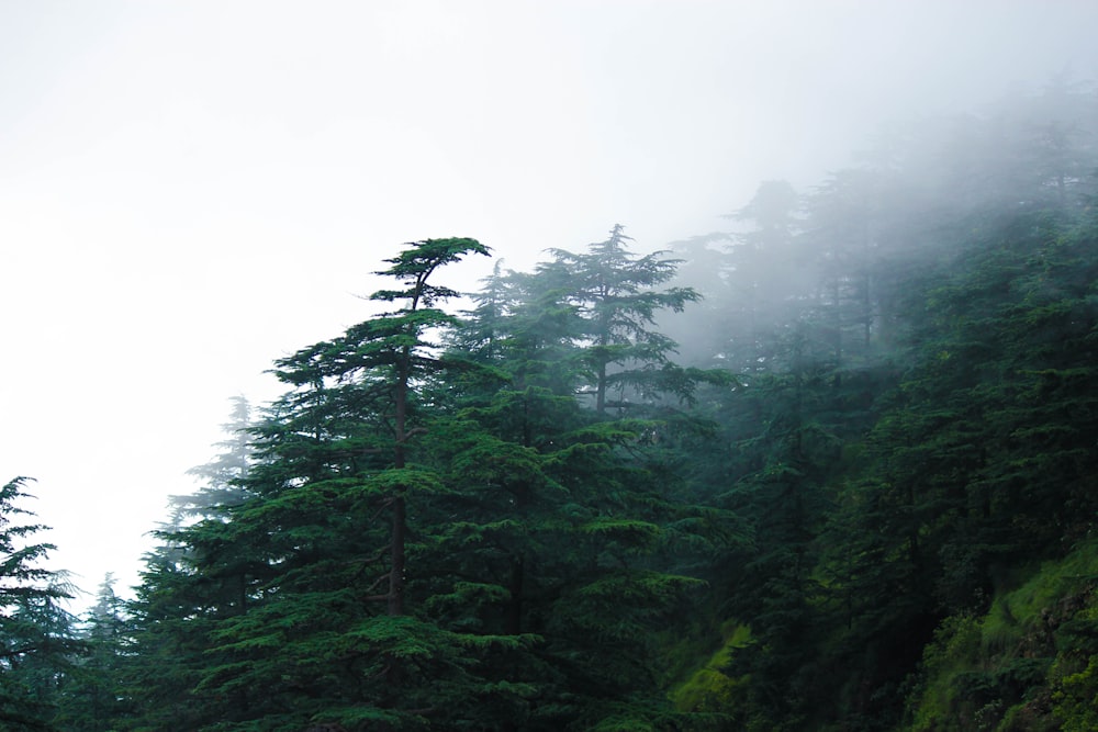 green trees under white sky during daytime