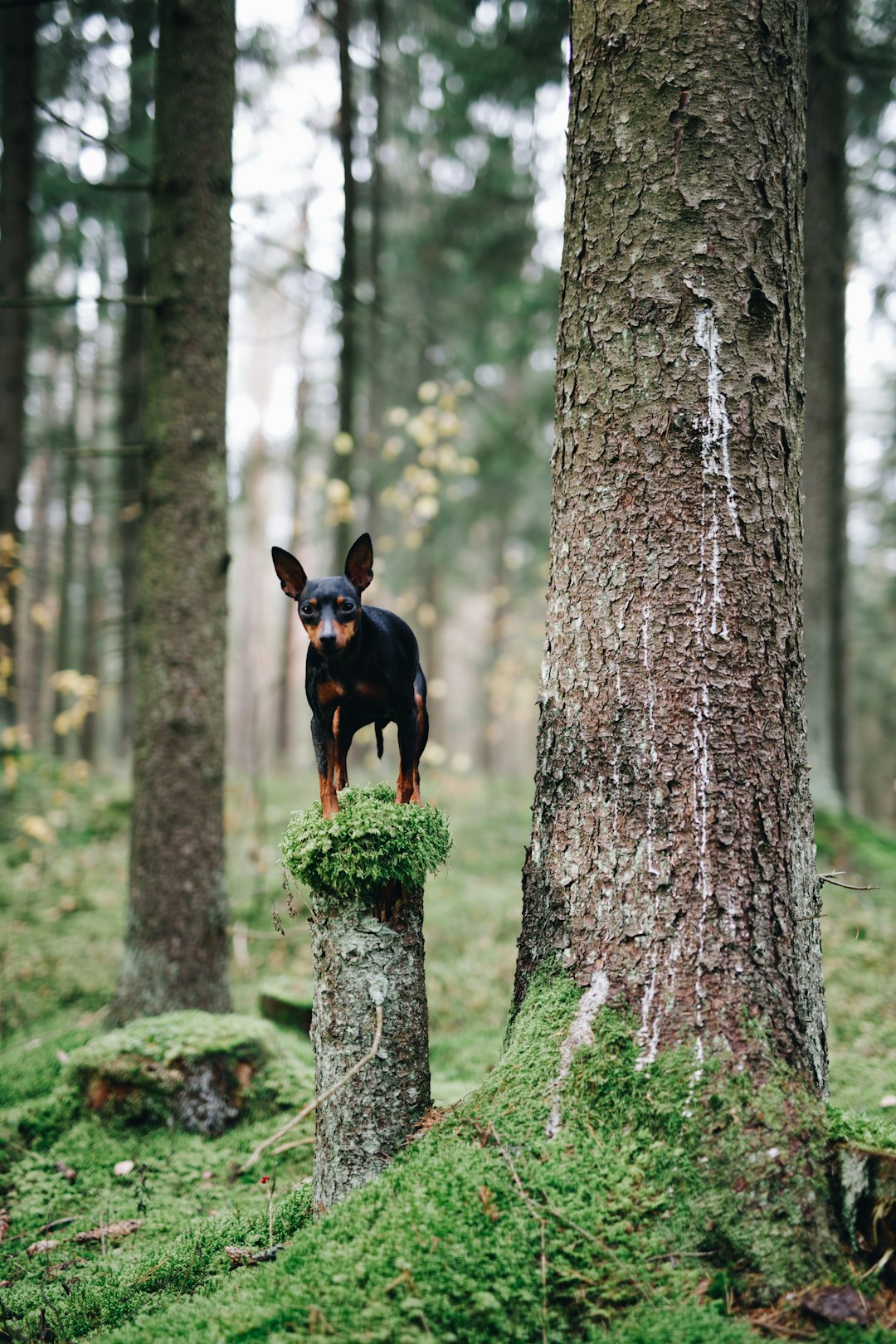 photo of Vilnius Forest near Three Crosses