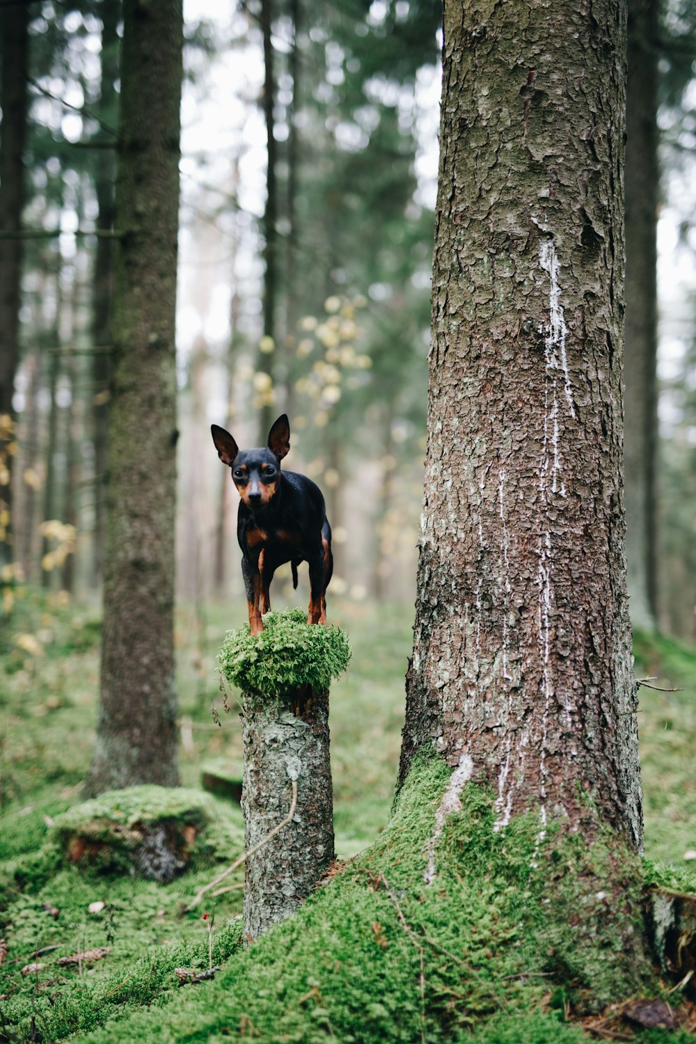 black and tan short coat small dog on tree trunk during daytime