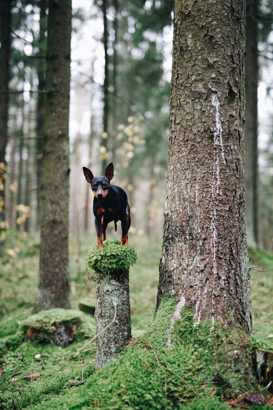 black and tan short coat small dog on tree trunk during daytime in Vilnius Lithuania