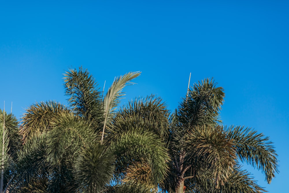 green palm tree under blue sky during daytime