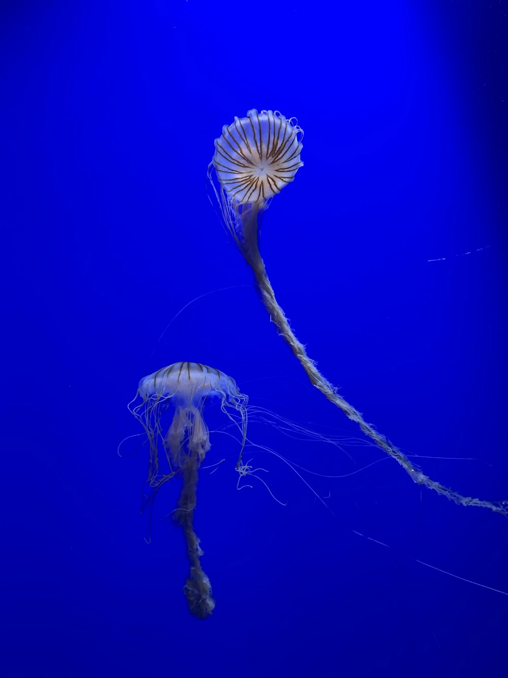 white and brown jellyfish in blue water