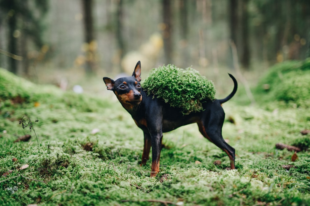 Pinscher miniatura negro y fuego en campo de hierba verde durante el día