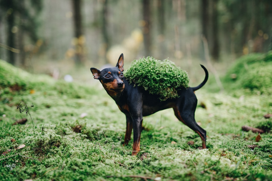 Unveiling the Majesty of Doberman Pinschers: Physical Characteristics, Temperament, and Care Essentials