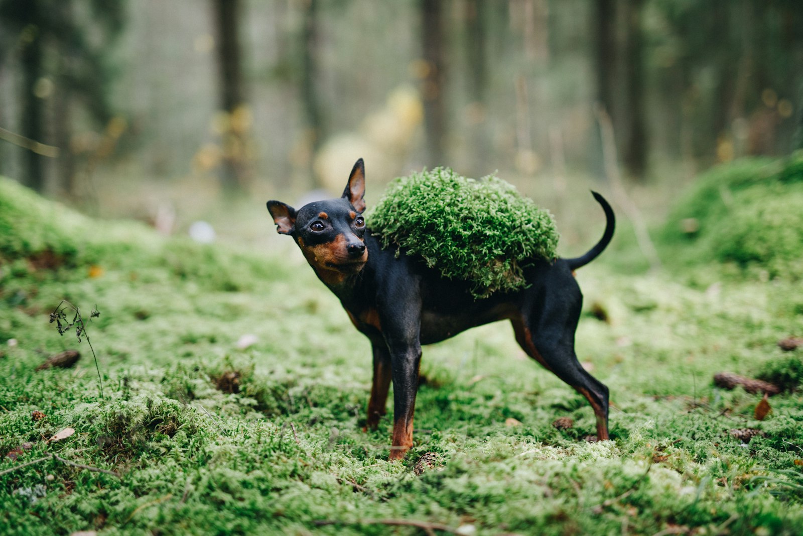 Canon EOS 5D Mark IV + Sigma 50mm F1.4 DG HSM Art sample photo. Black and tan miniature photography