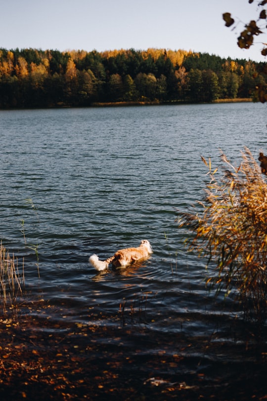 white long coated dog on water during daytime in Trakai Lithuania