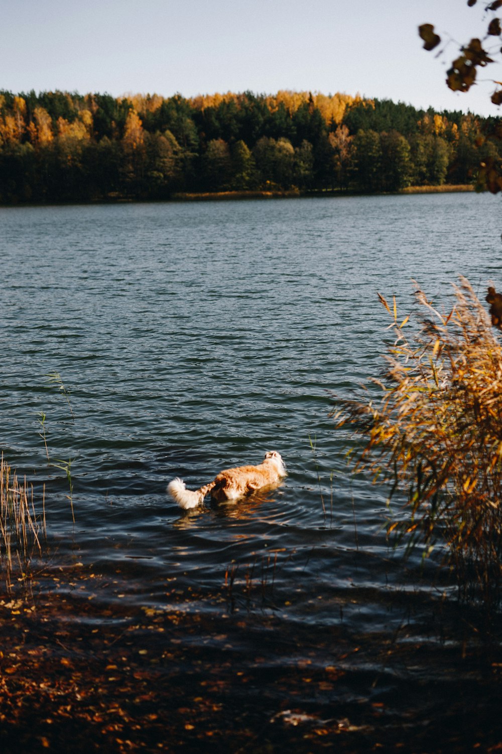 white long coated dog on water during daytime