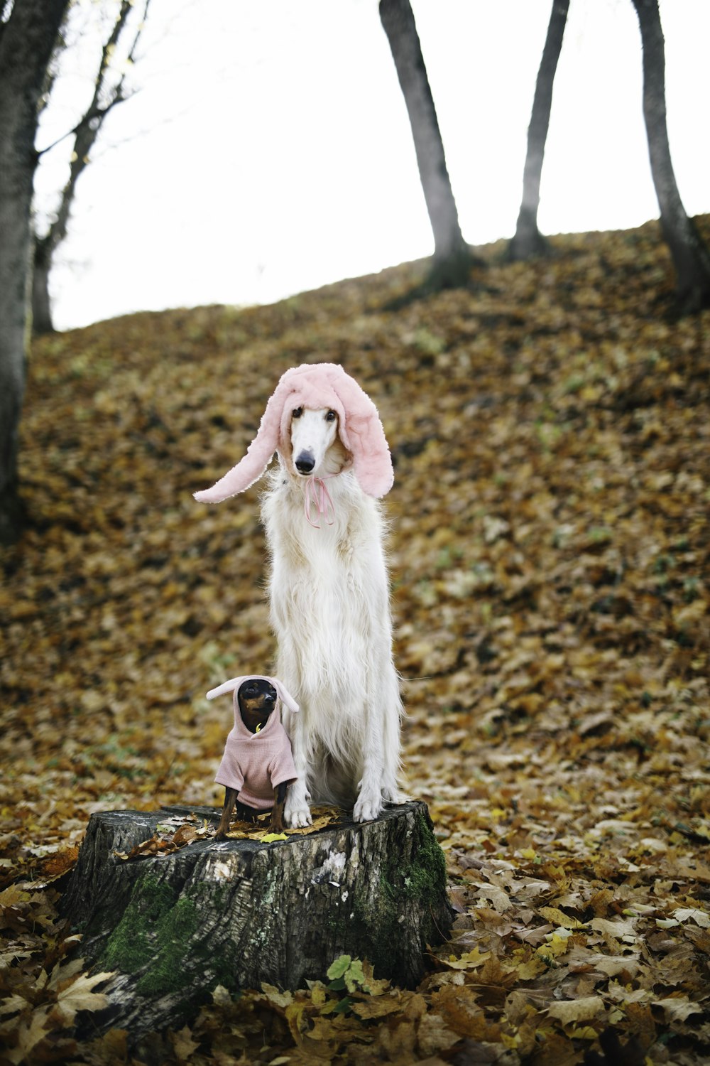 weißer langhaariger Hund, der tagsüber auf braunem Baumstamm sitzt