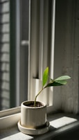 A small indoor plant resting on a windowsill, surrounded by natural light.