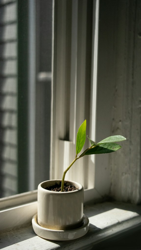 Ceramic Plant Pot