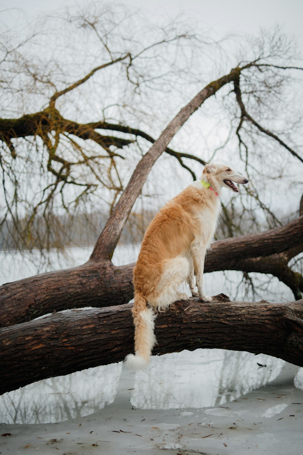 a bird sitting on a branch in the snow