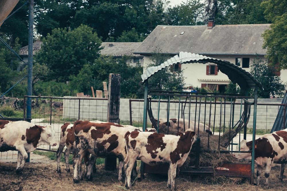 white and brown cow standing beside brown wooden fence during daytime