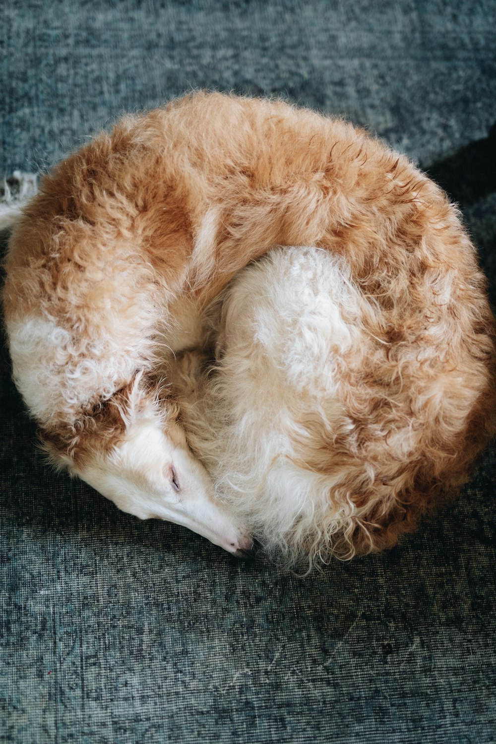 white and brown long coated dog