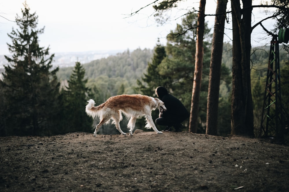 weißer und brauner Hund, der tagsüber auf unbefestigtem Boden in der Nähe von Bäumen spazieren geht