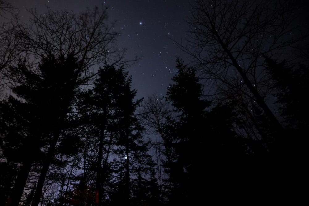 silhouette of trees under starry night