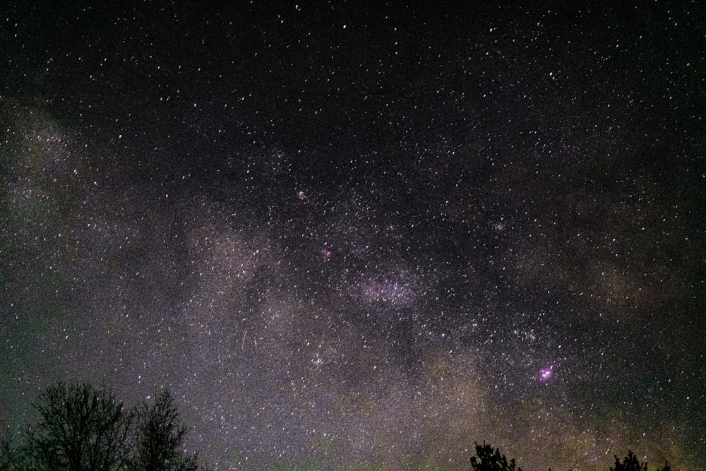 silhouette of trees under starry night