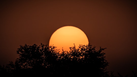 silhouette of trees during sunset in Zuarungu Ghana