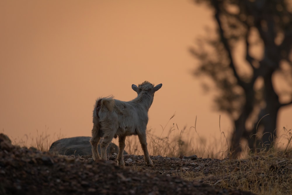 white and brown deer on brown grass field during daytime