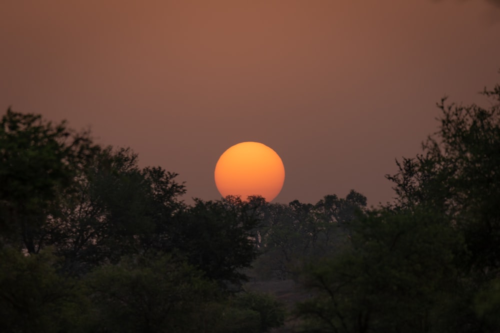 green trees under orange sky during sunset