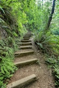 brown wooden staircase between green plants