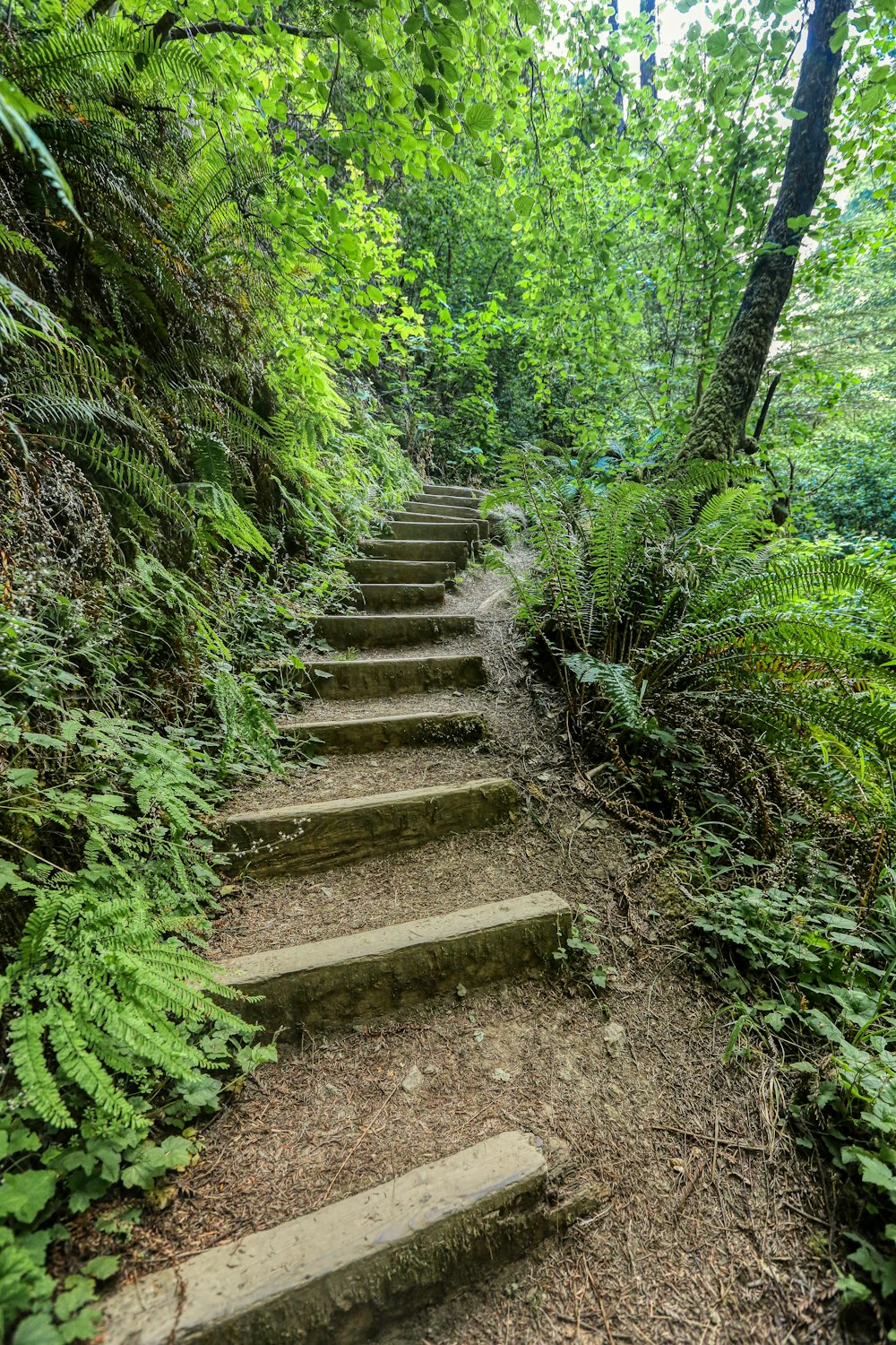 Braune Holztreppe zwischen Grünpflanzen