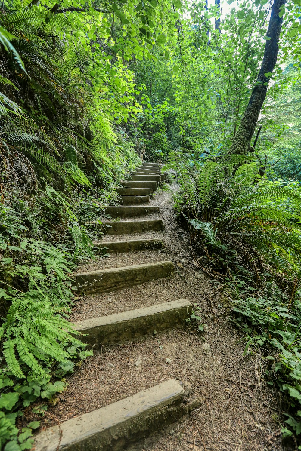 Escalera de madera marrón entre plantas verdes