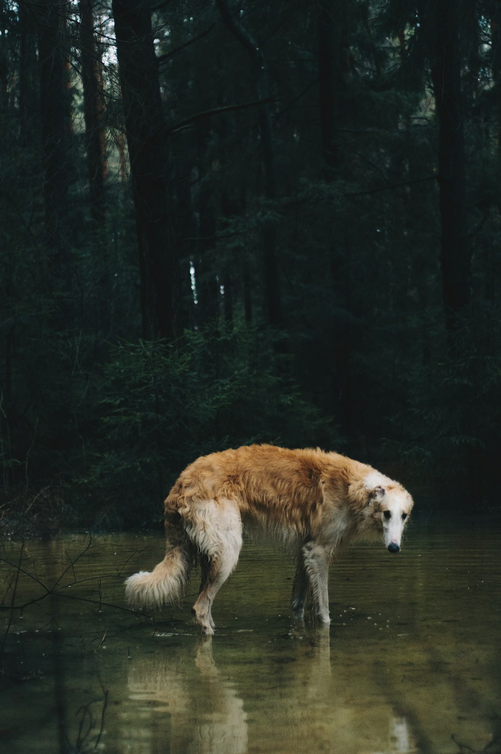 cão de pelagem longa marrom e branco em pé na floresta durante o dia