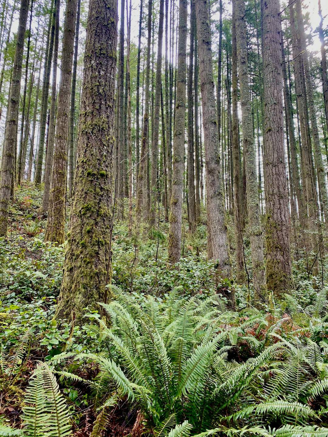 Forest photo spot Lake Wilderness Park Mount Rainier