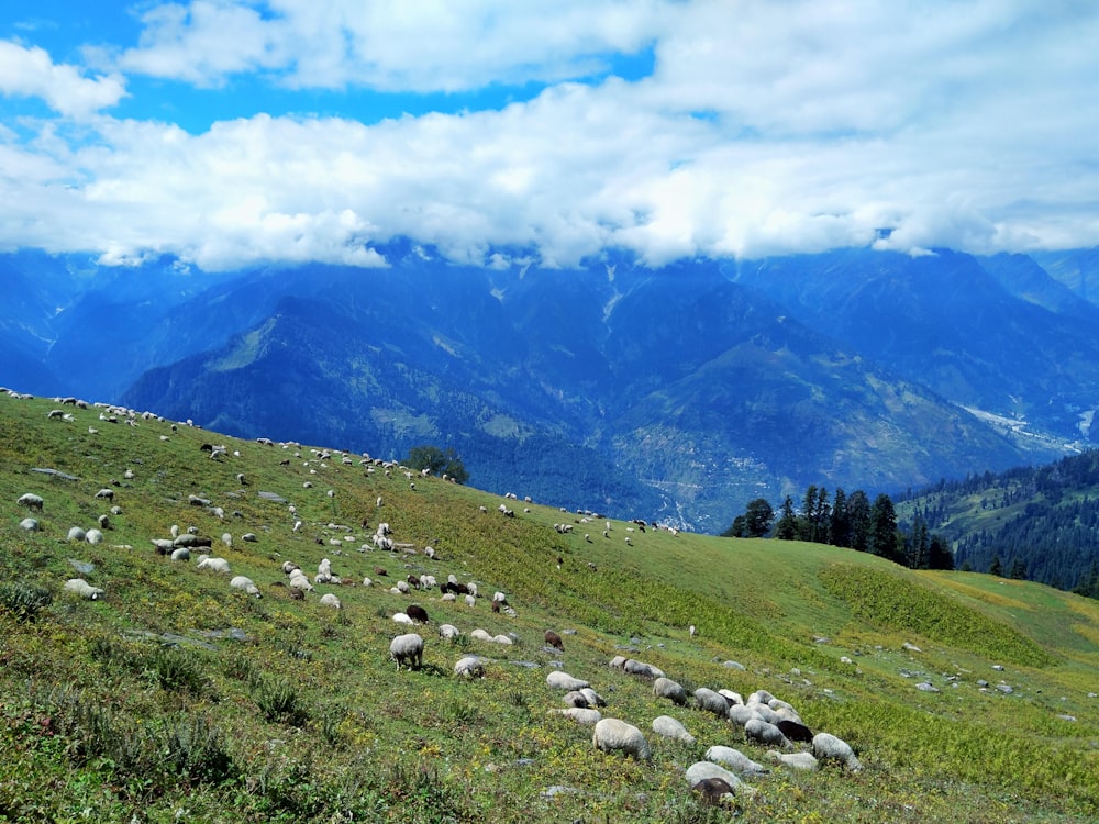 white sheep on green grass field near green trees and mountains under white clouds and blue
