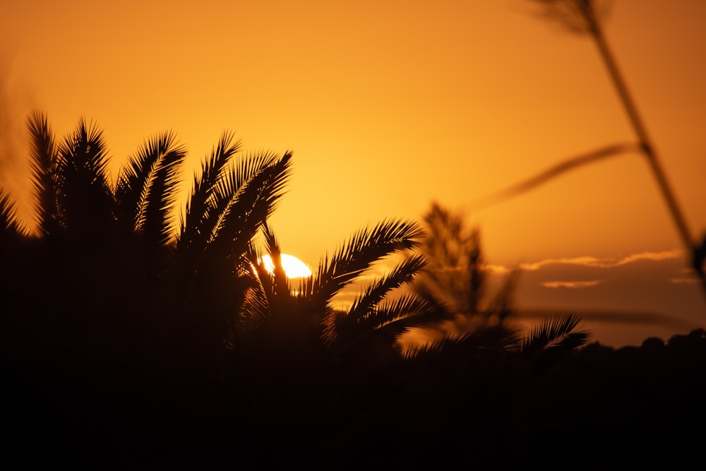 silhouette of palm tree during sunset