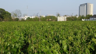 A modern factory blueprint overlaying a green field of fresh mesona chinensis plants under a clear sky.