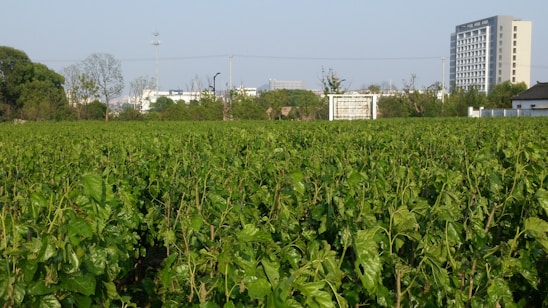 A modern factory blueprint overlaying a green field of fresh mesona chinensis plants under a clear sky.