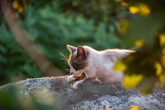 white and brown cat on gray rock in Brittany France
